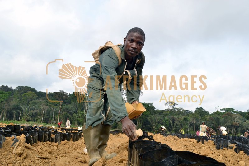 Afrikimages gabon / agriculture