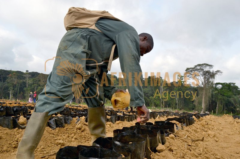 Afrikimages gabon / agriculture