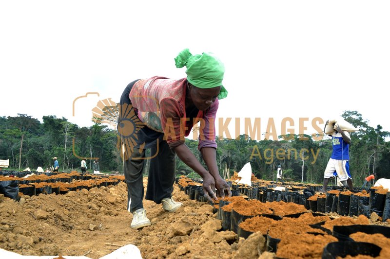Afrikimages gabon / agriculture