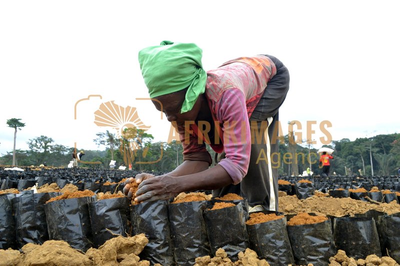 Afrikimages gabon / agriculture