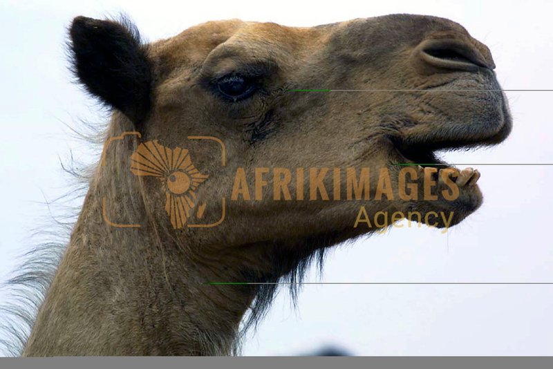 Afrikimages animaux