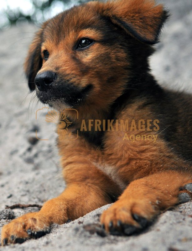 Afrikimages animaux