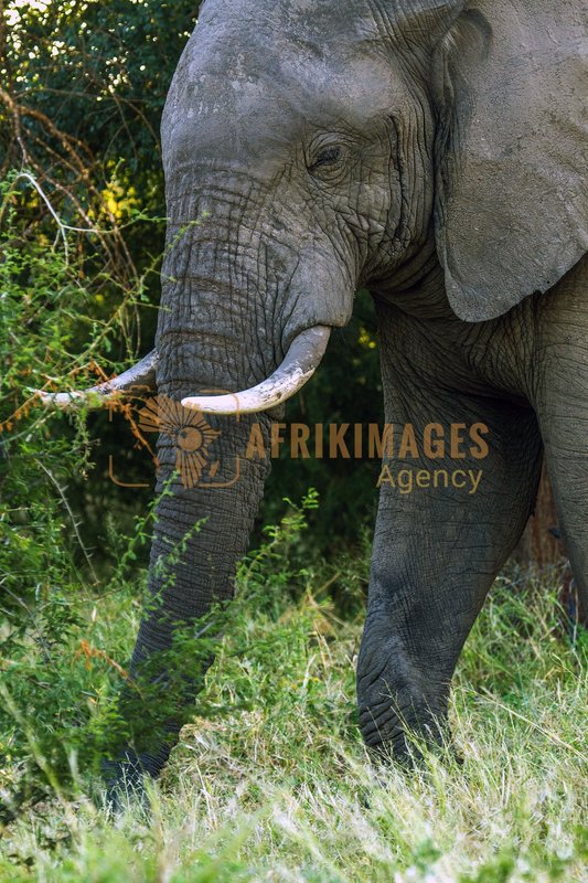 Afrikimages animaux
