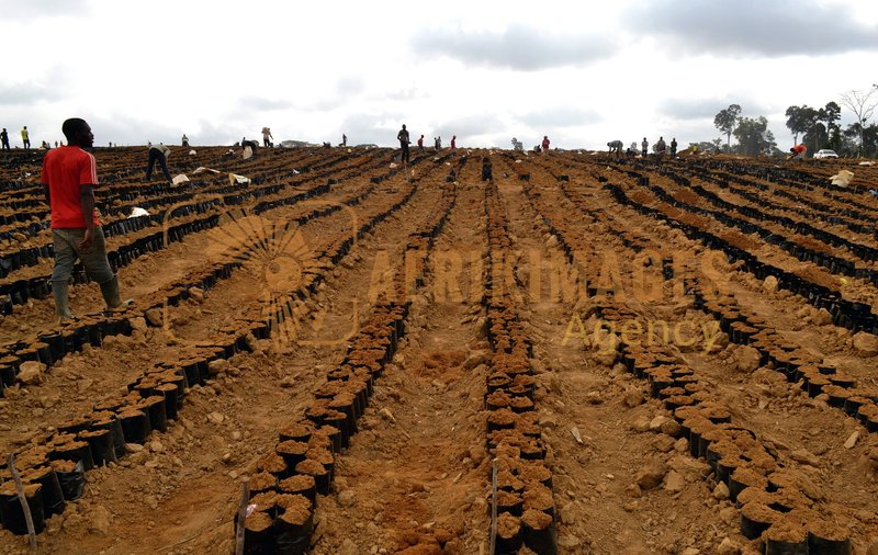 Afrikimages gabon / agriculture