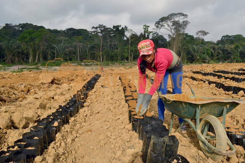 Afrikimages gabon / agriculture