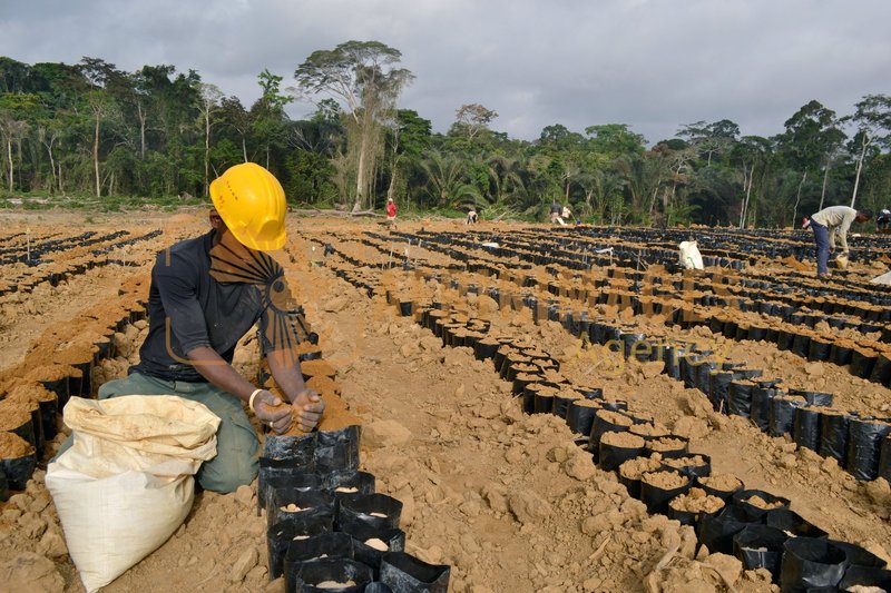 Afrikimages gabon / agriculture