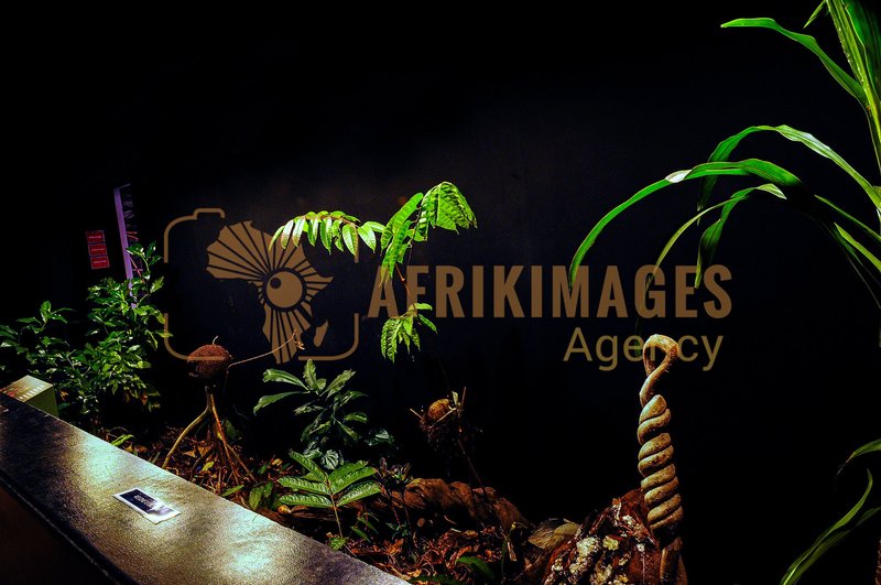 Afrikimages exposition gabon, ma terre, mon futur