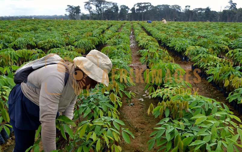 Afrikimages gabon / agriculture
