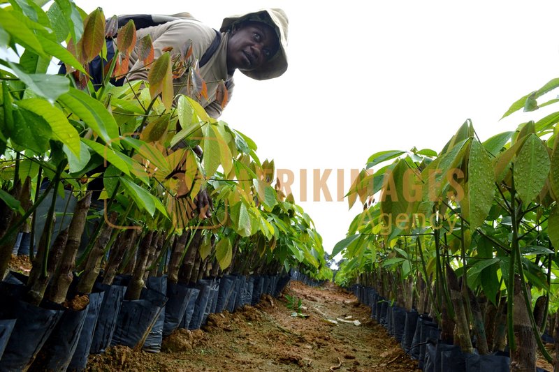 Afrikimages gabon / agriculture