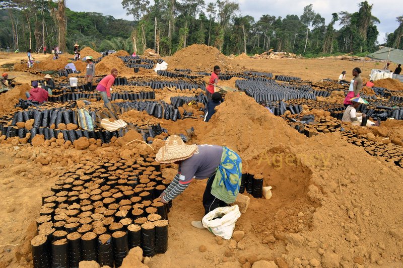 Afrikimages gabon / agriculture