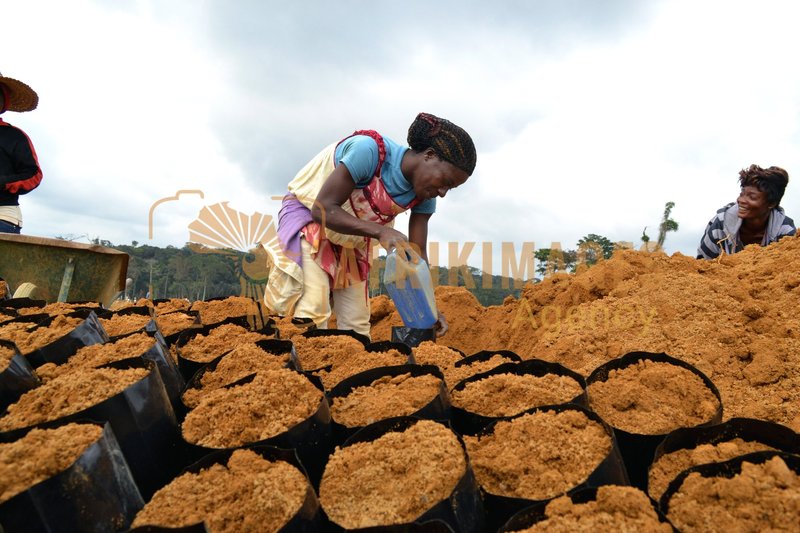 Afrikimages gabon / agriculture