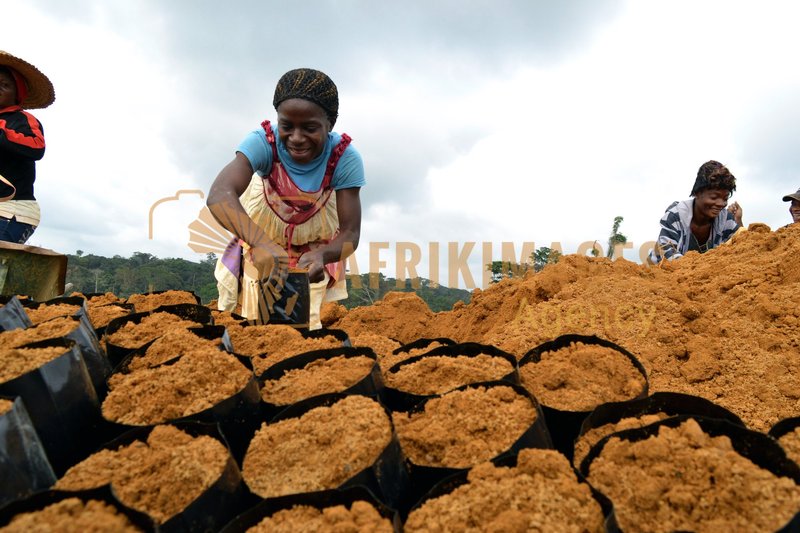 Afrikimages gabon / agriculture
