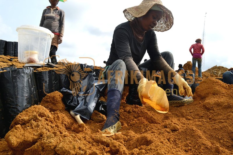 Afrikimages gabon / agriculture