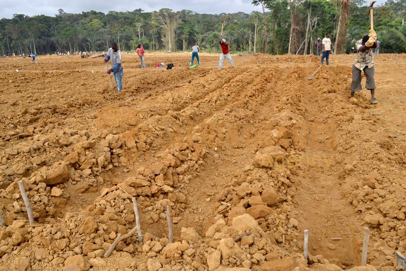 Afrikimages gabon / agriculture