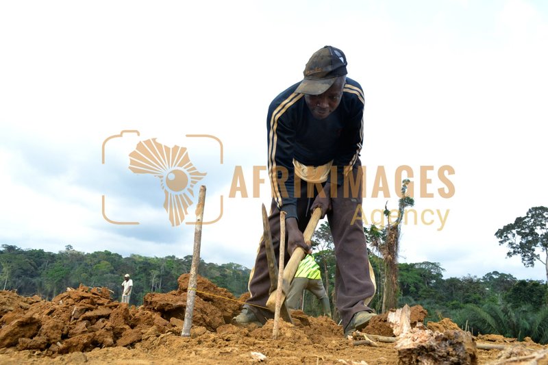 Afrikimages gabon / agriculture