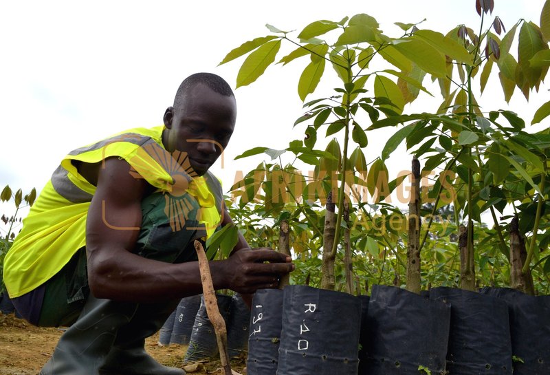 Afrikimages gabon / agriculture