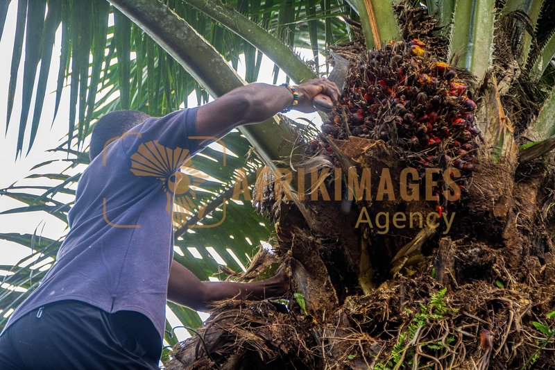 Afrikimages agrn007