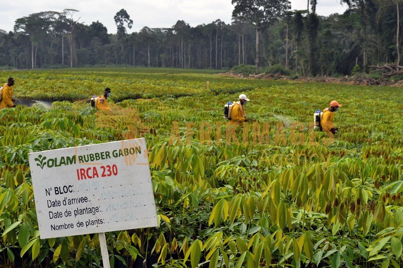 Afrikimages gabon / agriculture