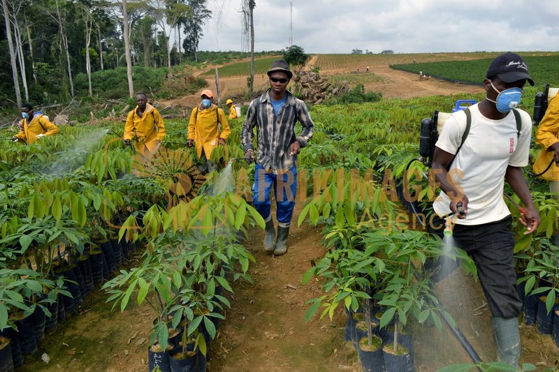 Afrikimages gabon / agriculture