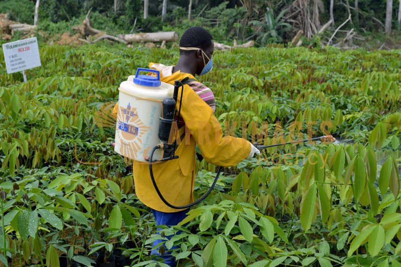 Afrikimages gabon / agriculture