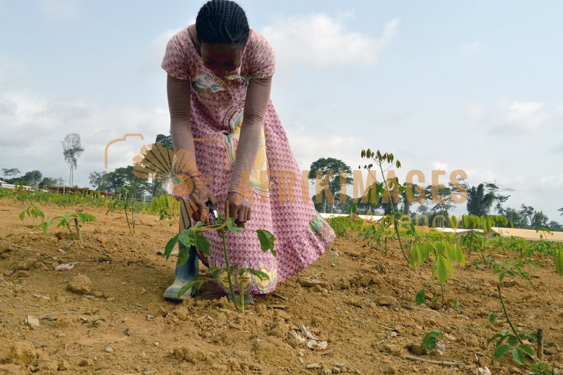 Afrikimages gabon / agriculture