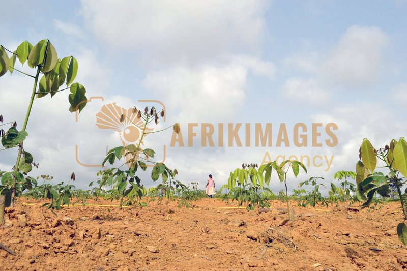 Afrikimages gabon / agriculture