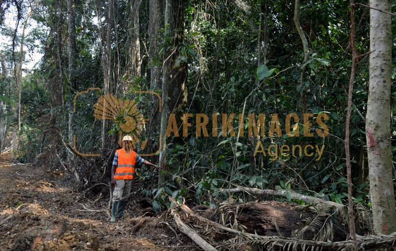 Afrikimages gabon / agriculture