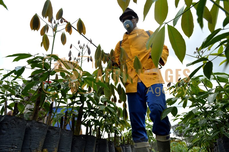 Afrikimages gabon / agriculture