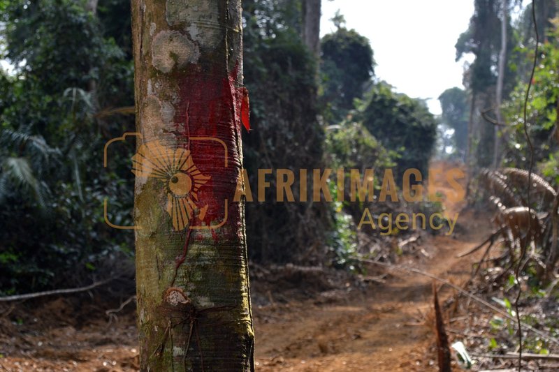 Afrikimages gabon / agriculture