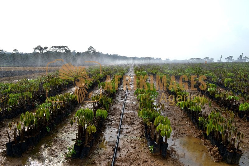 Afrikimages gabon / agriculture