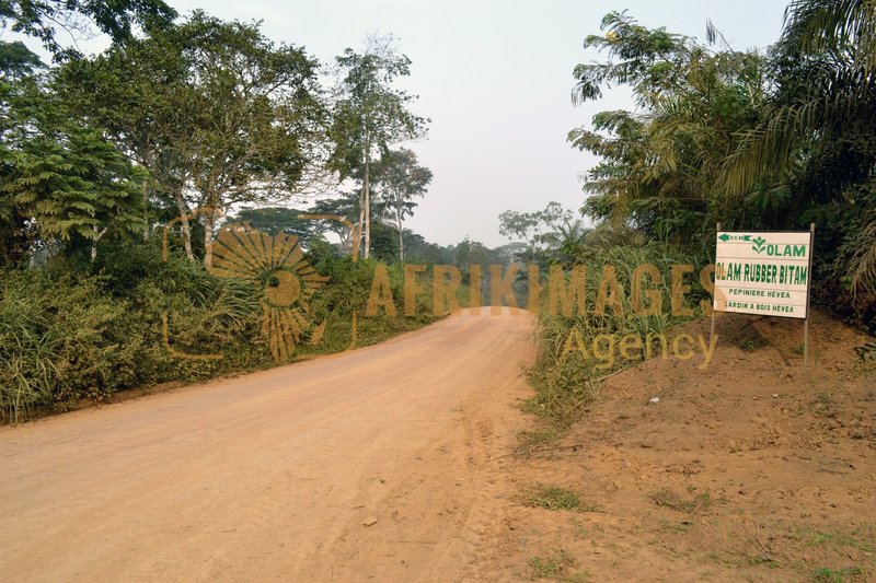 Afrikimages gabon / agriculture