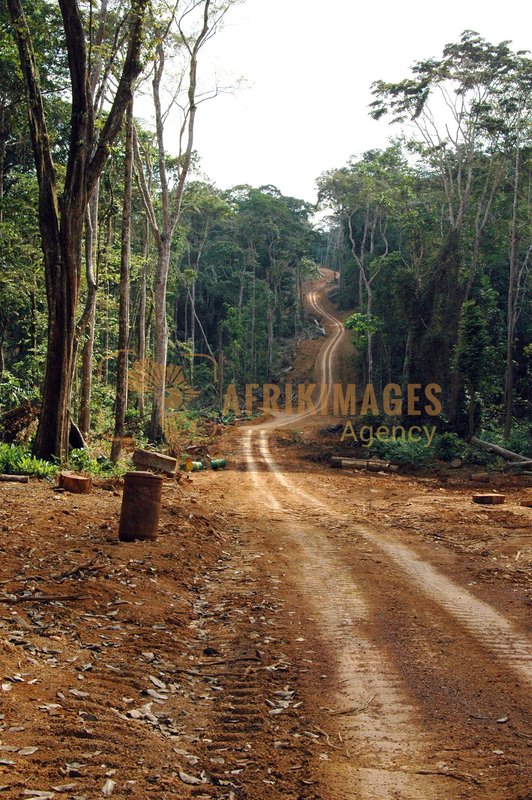 Afrikimages gabon / bois