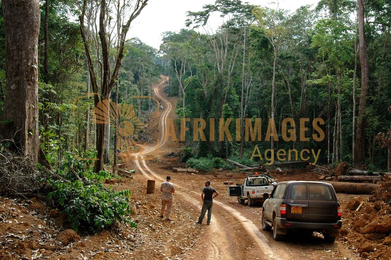 Afrikimages gabon / bois