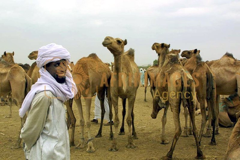 Afrikimages tchad /marchés
