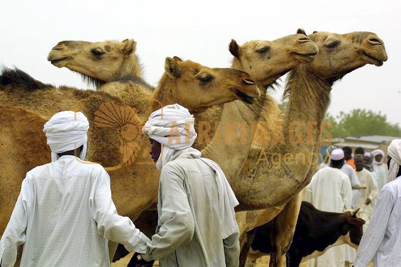 Afrikimages tchad /marchés