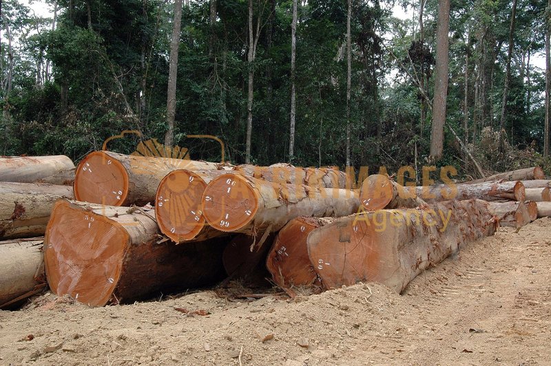 Afrikimages gabon / bois