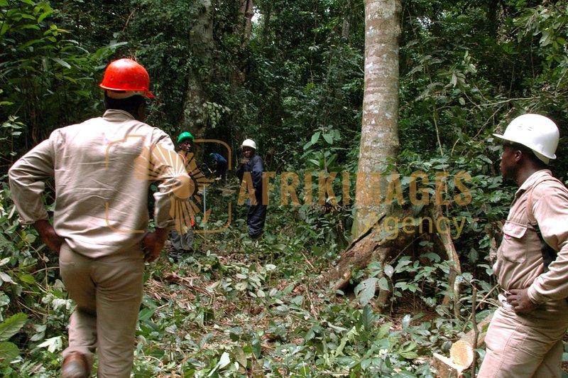 Afrikimages gabon / bois 