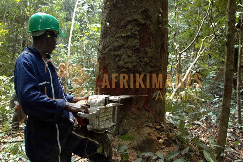 Afrikimages gabon / bois