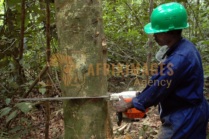 Afrikimages gabon / bois