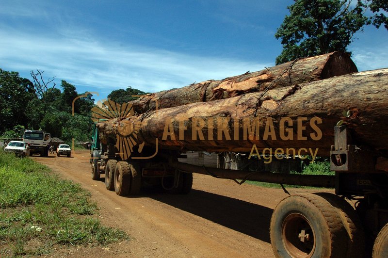 Afrikimages gabon / bois