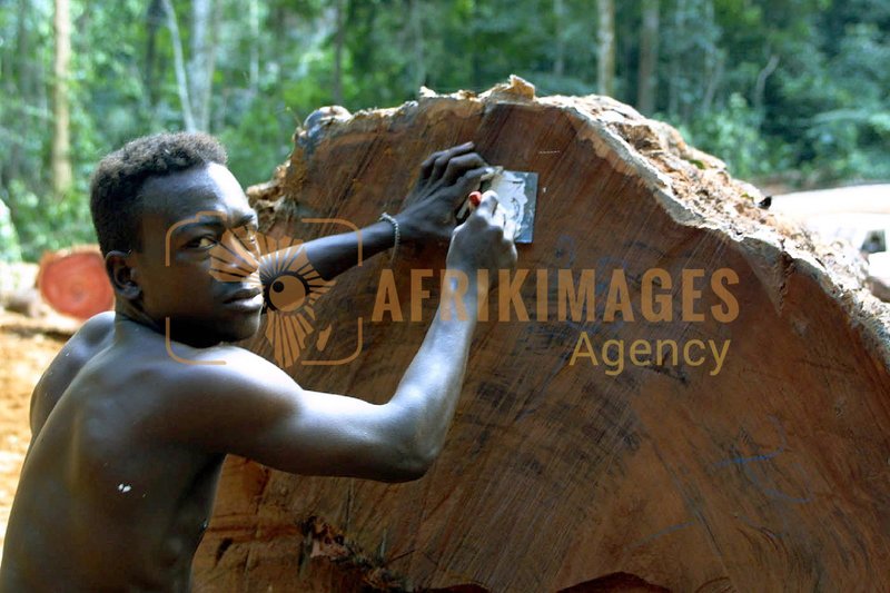 Afrikimages gabon / bois