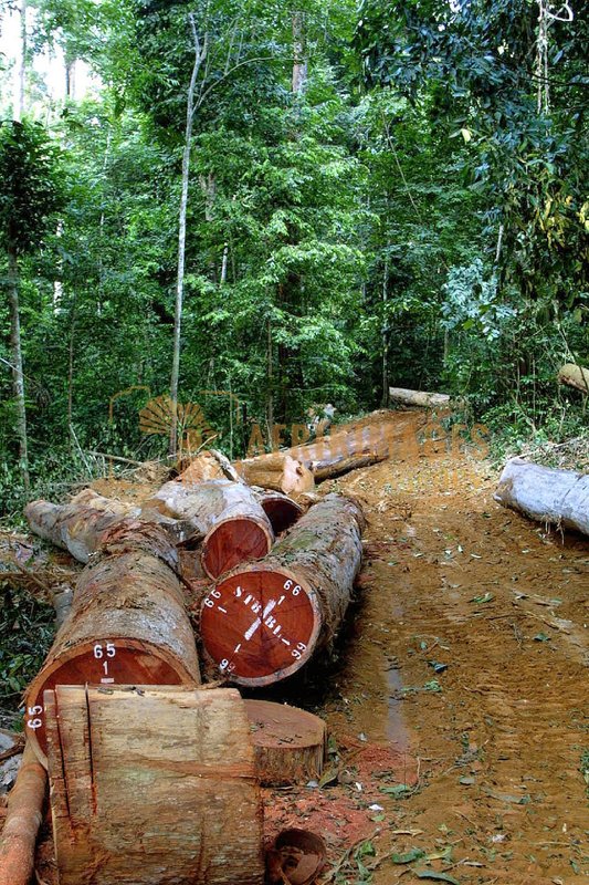 Afrikimages gabon / bois