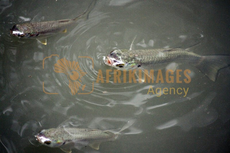 Afrikimages gabon/ gabon/ pêche