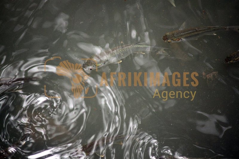 Afrikimages gabon/ pêche