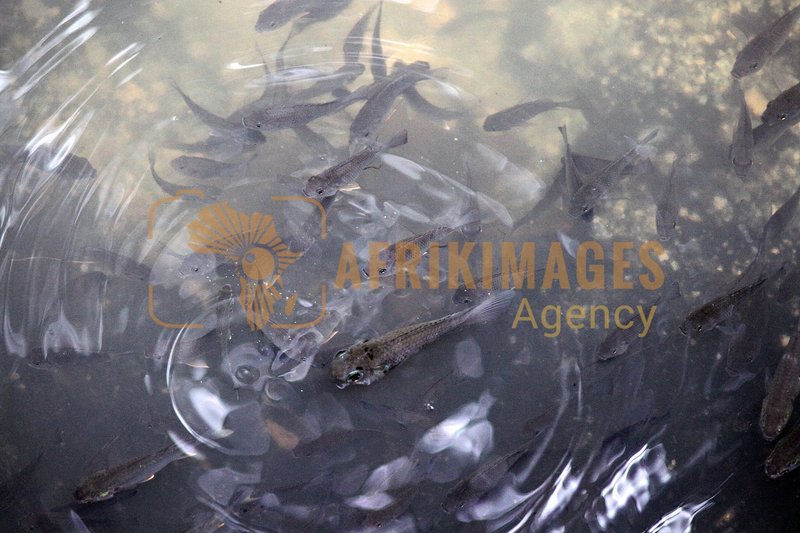 Afrikimages gabon/ pêche