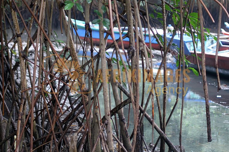 Afrikimages gabon/ pêche