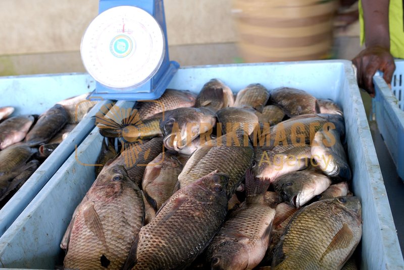 Afrikimages gabon/ pêche