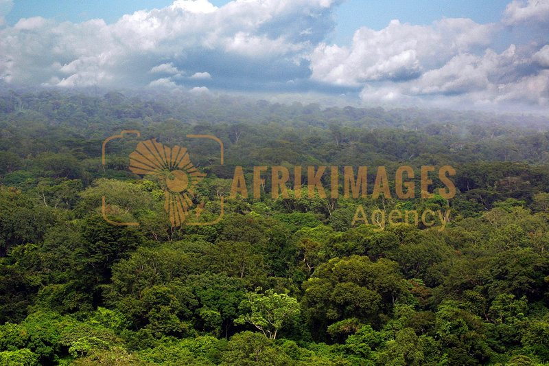 Afrikimages gabon / bois