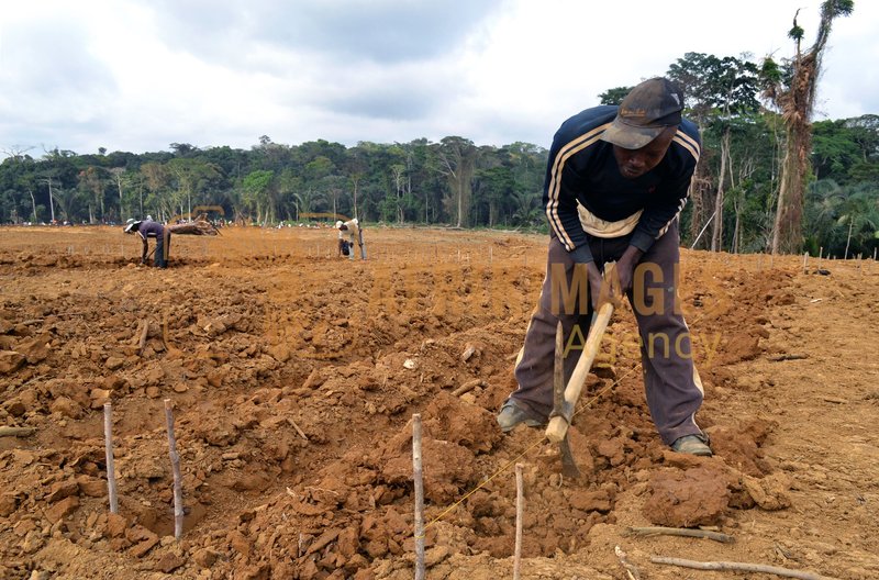 Afrikimages gabon / agriculture