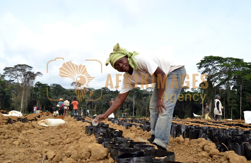 Afrikimages gabon / agriculture